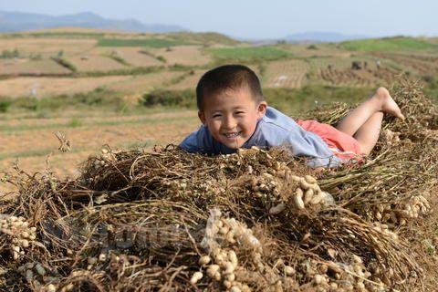 乡土散文拾麦子,乡土散文集