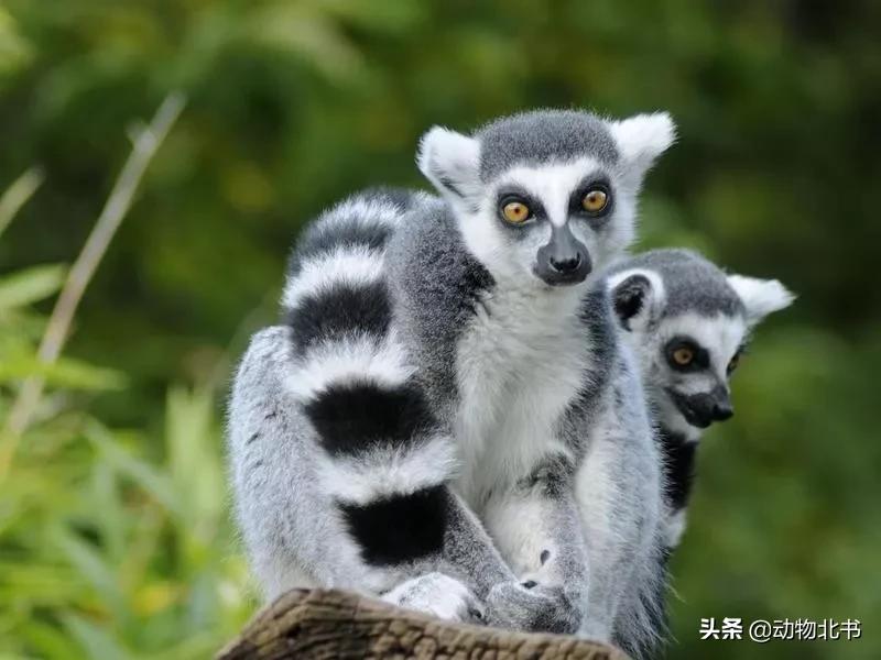 中国36个省份代表的动物,20种有代表性的动物