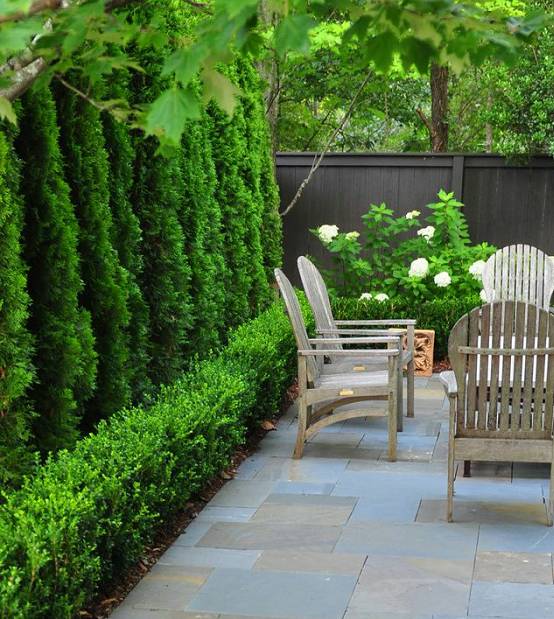 夏天院子里种爬山虎,家中种爬山虎