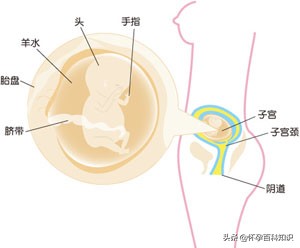 怀孕什么睡姿比较舒服,怀孕前三个月睡觉正确睡姿