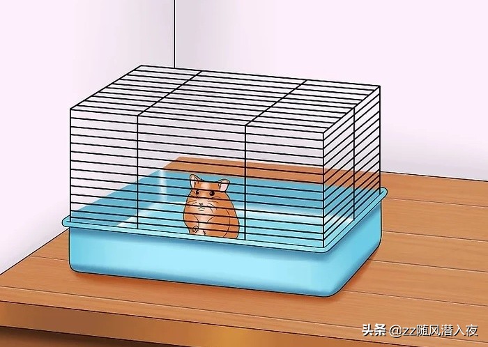 如何获得小仓鼠的信任,如何让小仓鼠信任你