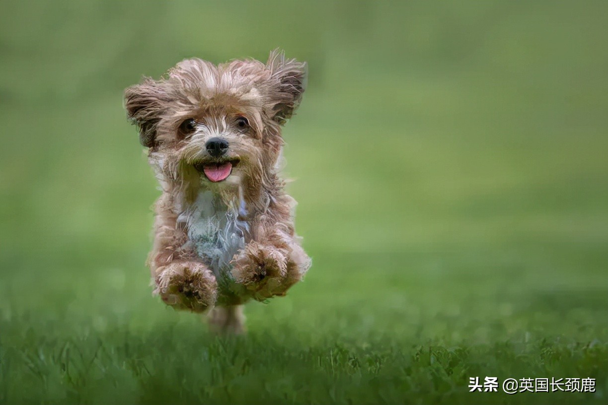 羊驼治愈案例,动物治愈焦虑