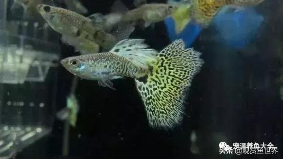 15个孔雀鱼品系图鉴绝美版,15个孔雀鱼品系图鉴