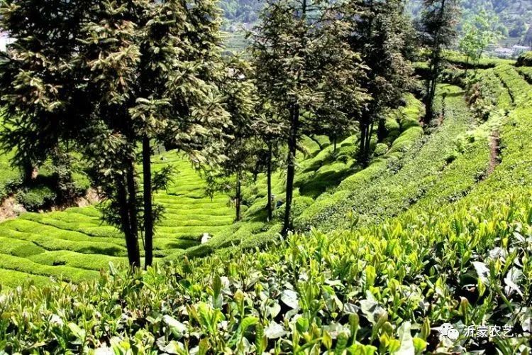 鉴赏茶叶礼盒,茶叶购买鉴赏指南