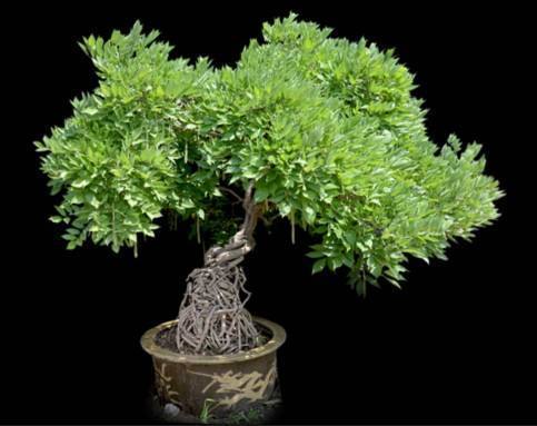 紫藤花有仙气吗怎么养,紫藤的养护方法