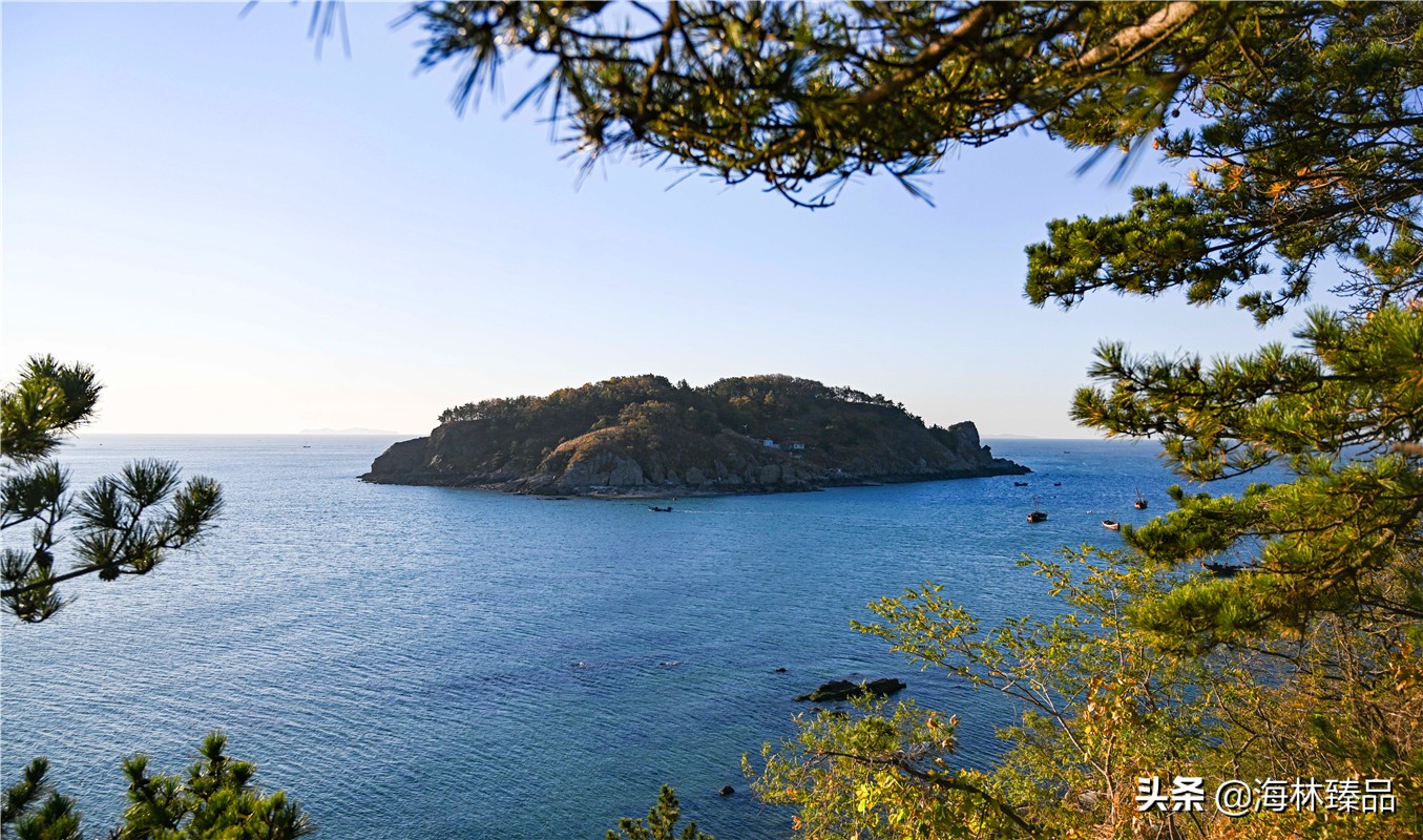 野生海参探店,野生海参采捕视频大全