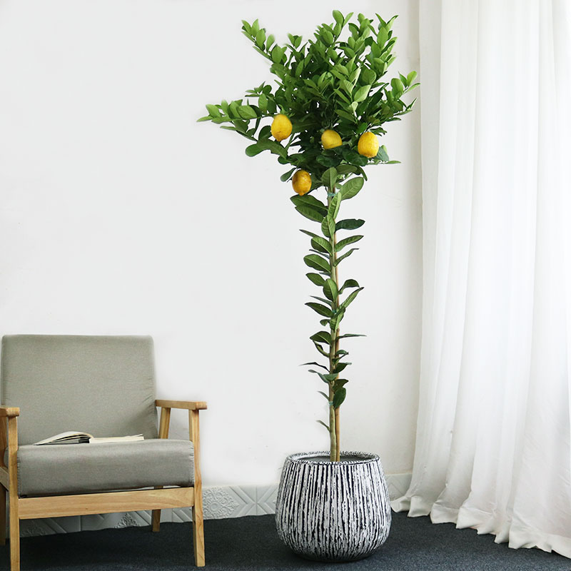 适合阳光暴晒的观叶绿植,适合室内养的高端观叶绿植