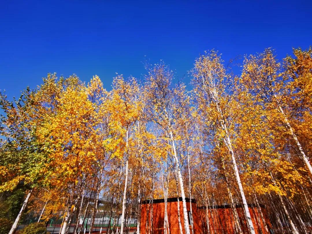 辽宁省本溪市高级中学,本溪市高级中学2021高考成绩