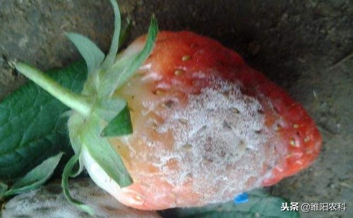 抗病毒的特效药大全,十种常见病专用药