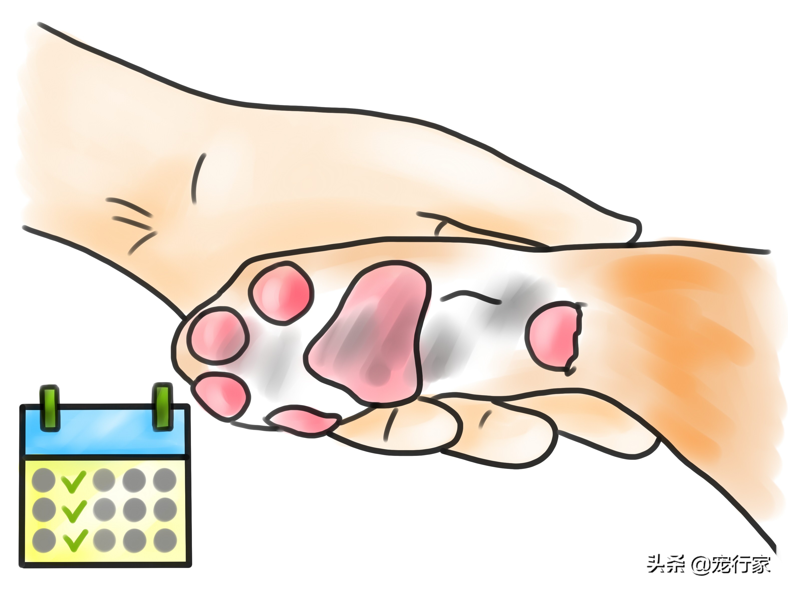 狗狗爪子受伤了流血了怎么办,狗狗爪子皮肉伤了用什么药