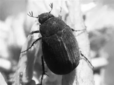 蔬菜各种害虫图片,蔬菜害虫100种图及害虫名称