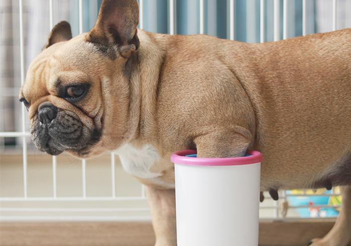 关于狗狗的辟谣,辟谣狗狗鼻子干就是生病