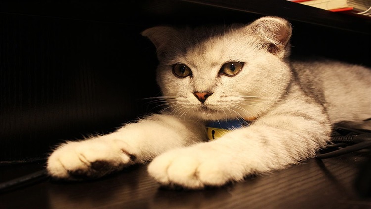 自己给猫洗澡的省钱妙招,用醋给猫洗澡的作用