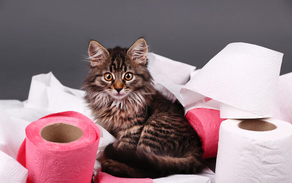 猫咪怀孕期间大便带血,猫咪大便末端有一段黏液血