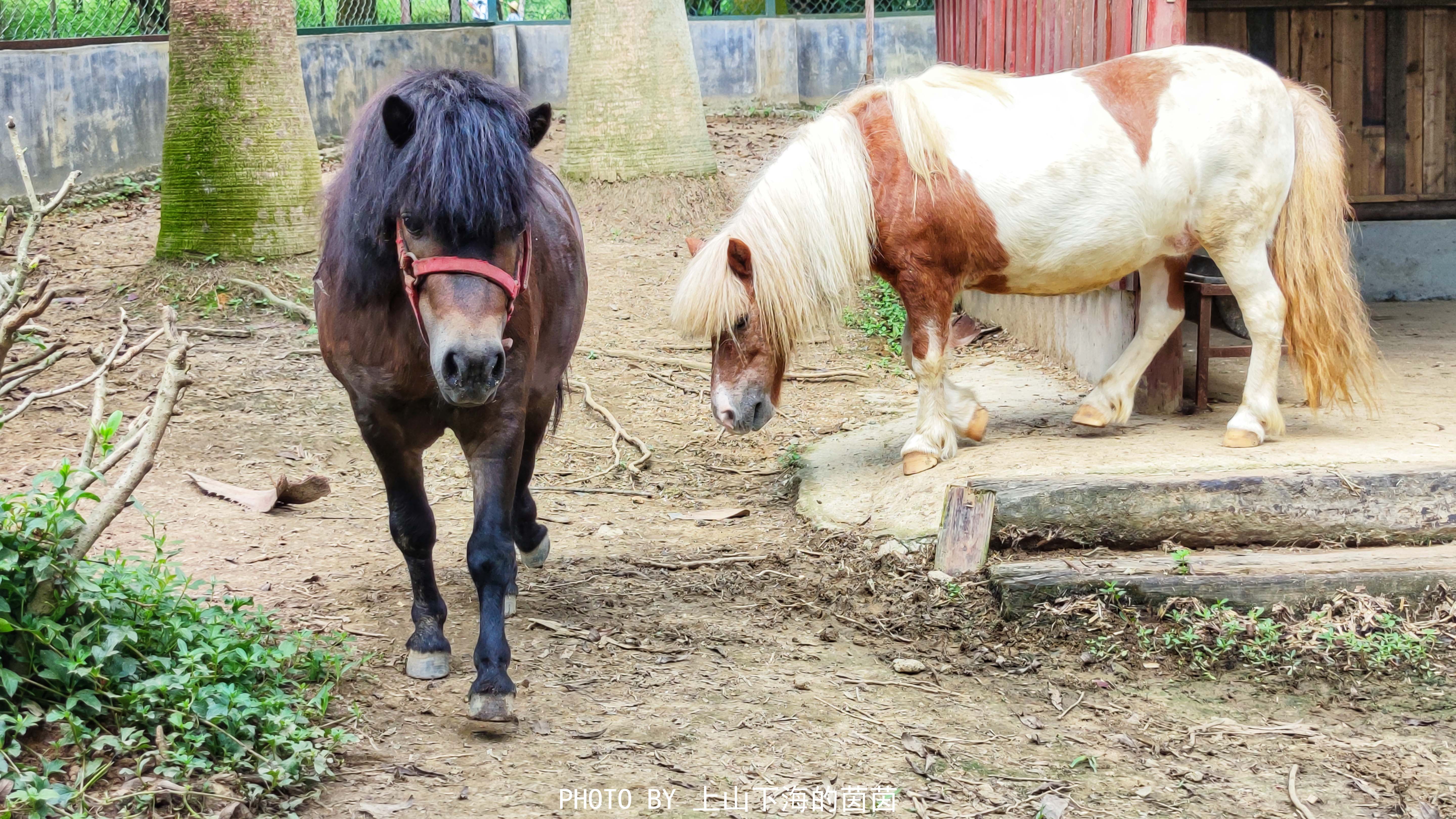 清远市佛冈森波拉度假区,清远森波拉度假森林景区攻略