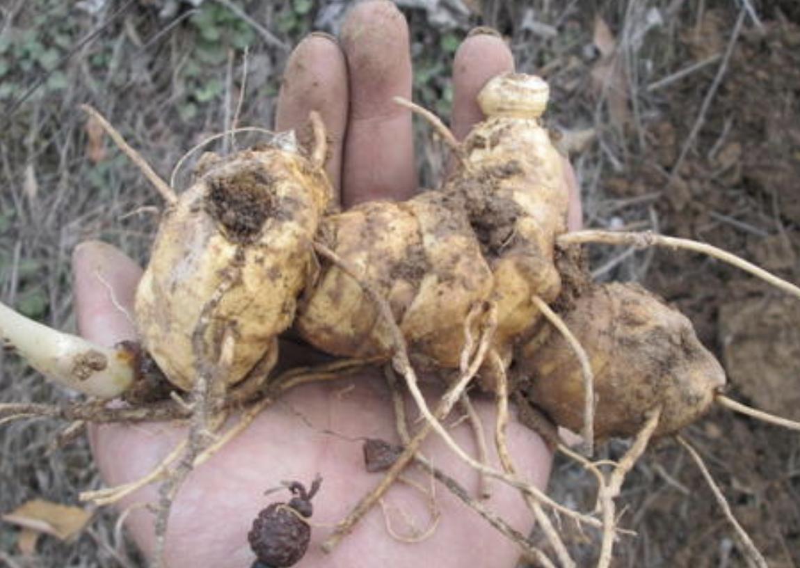 老虎姜采挖季节,老虎姜冬天怎么采挖