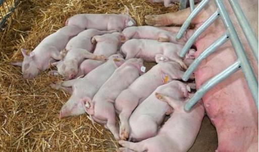 母猪怎么预防产程过长死胎,母猪产前如何能缩短产程