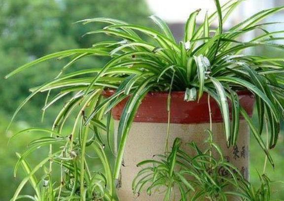 新家怎么去除甲醛最有效的方法,新家放一盆盐水去除甲醛吗