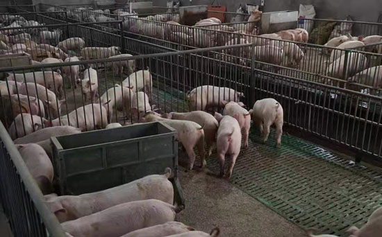 为什么猪饲料中要加大量的铜呢,育肥猪饲料营养指标