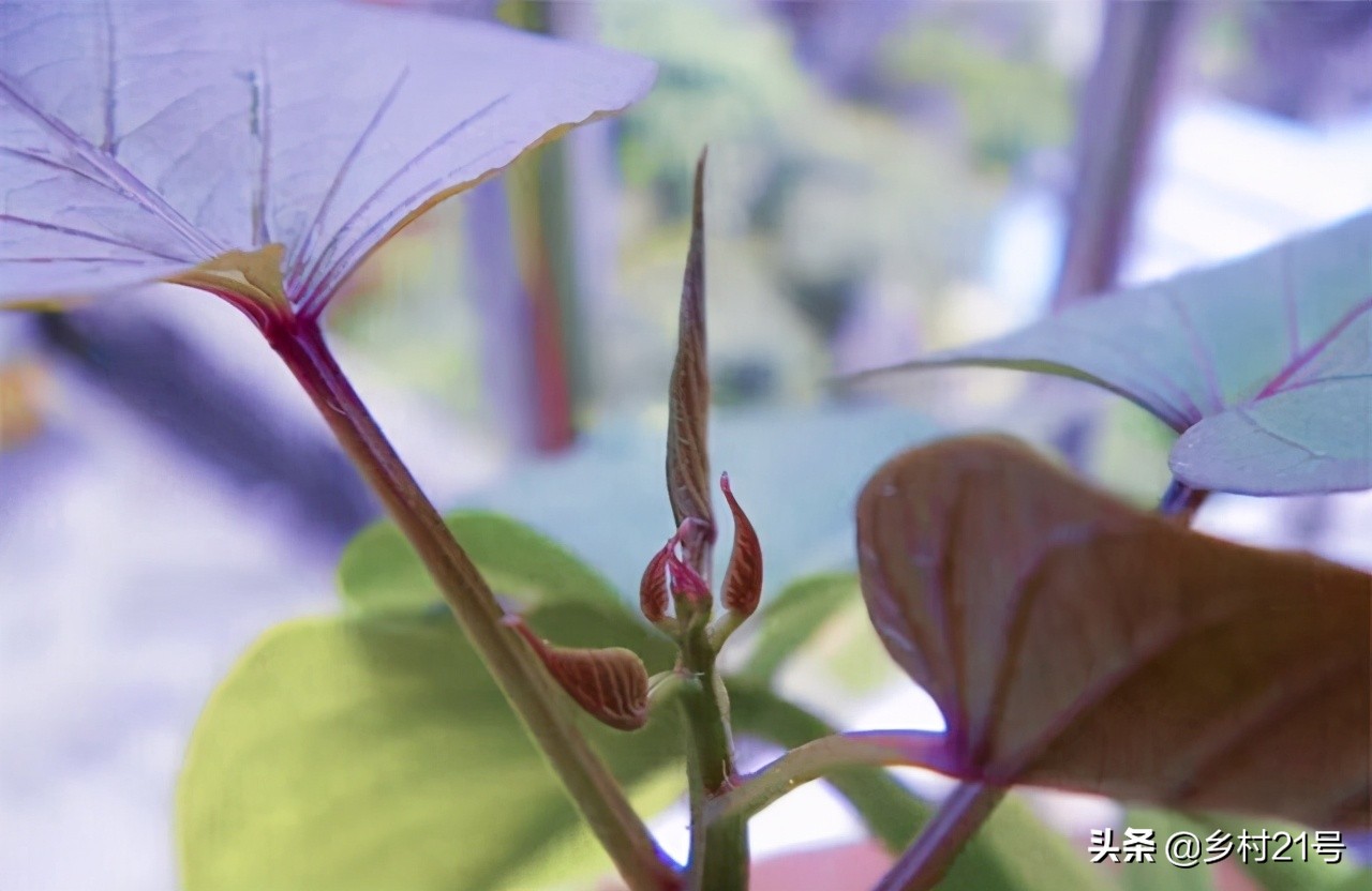 红薯只长秧不结红薯,红薯只长秧子不结薯