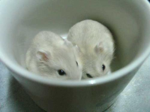 小小的仓鼠有哪些种类,什么种类的小仓鼠最乖呢