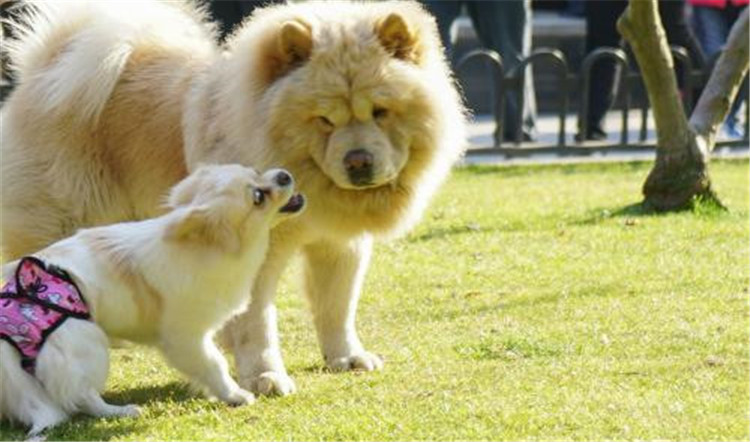 狗妈妈生了几天为什么总刨地,狗妈妈生了小狗要注意什么