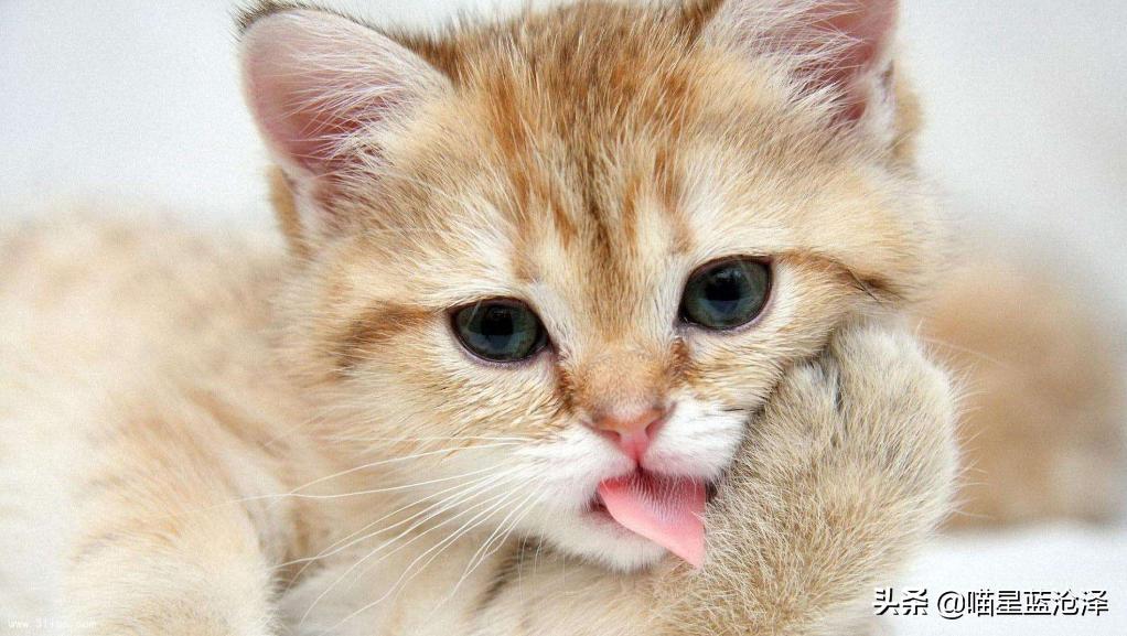 猫咪只吃猫粮不吃肉类可以吗,猫咪只吃肉不吃猫粮怎么补充营养