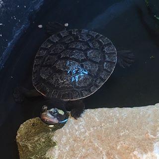 乌龟腐皮的症状是怎么样,乌龟腐皮好了皮肤是什么样