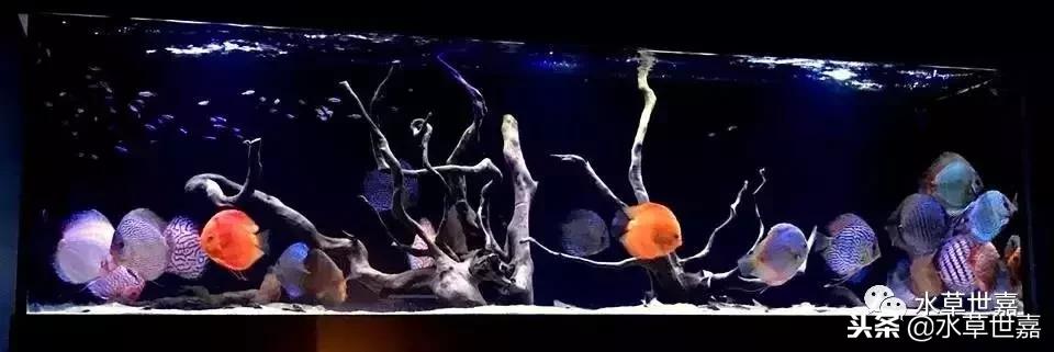 七彩神仙鱼水族箱布景,七彩神仙鱼苗繁殖技术