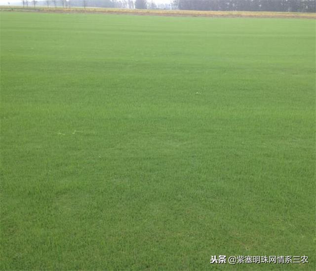 紫塞明珠,紫塞明珠苗木基地在哪里