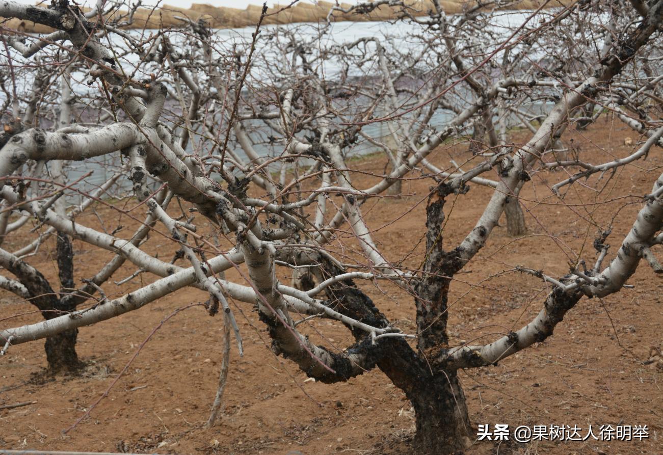 桃树流胶半死不活的打什么药,治桃树流胶最好的土办法