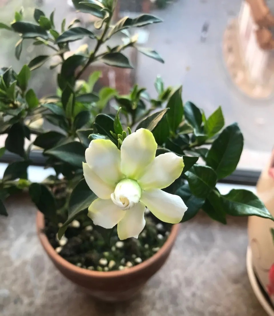 淘米水浇了发酵很臭怎么办,发酵淘米水浇花特别臭