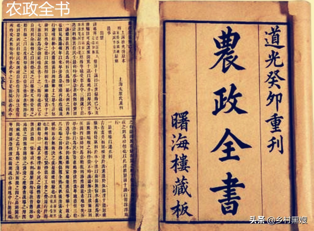 梨是从哪里来的,梨是怎么长出来的视频