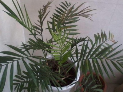 散尾葵黑叶干枯,散尾葵叶尖发黑干枯