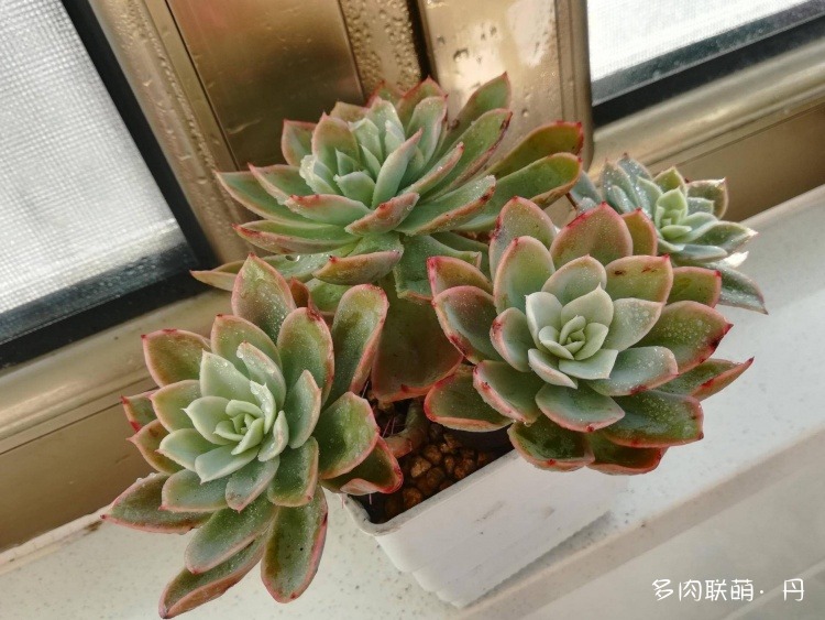 多肉长大了越来越好看,服盆期多肉变小