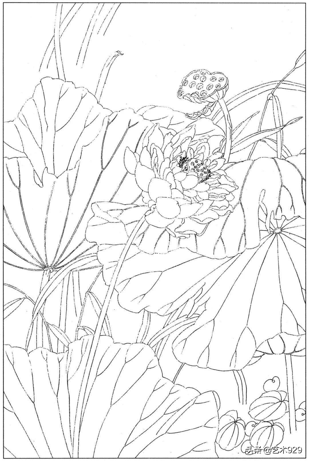 适合初学者的荷花白描画稿,荷花小品实用白描画稿