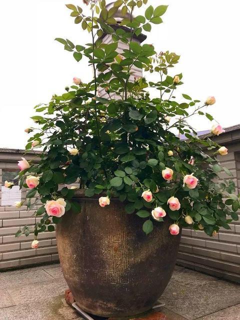 老式水缸种花一定要打孔吗,旧水缸种花怎样打孔