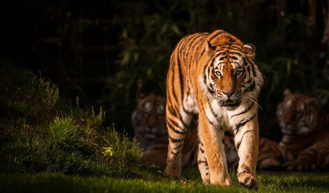 disc职业性格测试40题在线测试,disc性格测试一共多少题