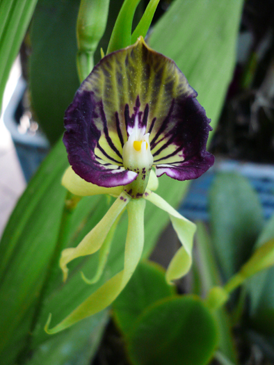 君子兰吊兰蝴蝶兰的图片,吊兰属不属于兰花的一种