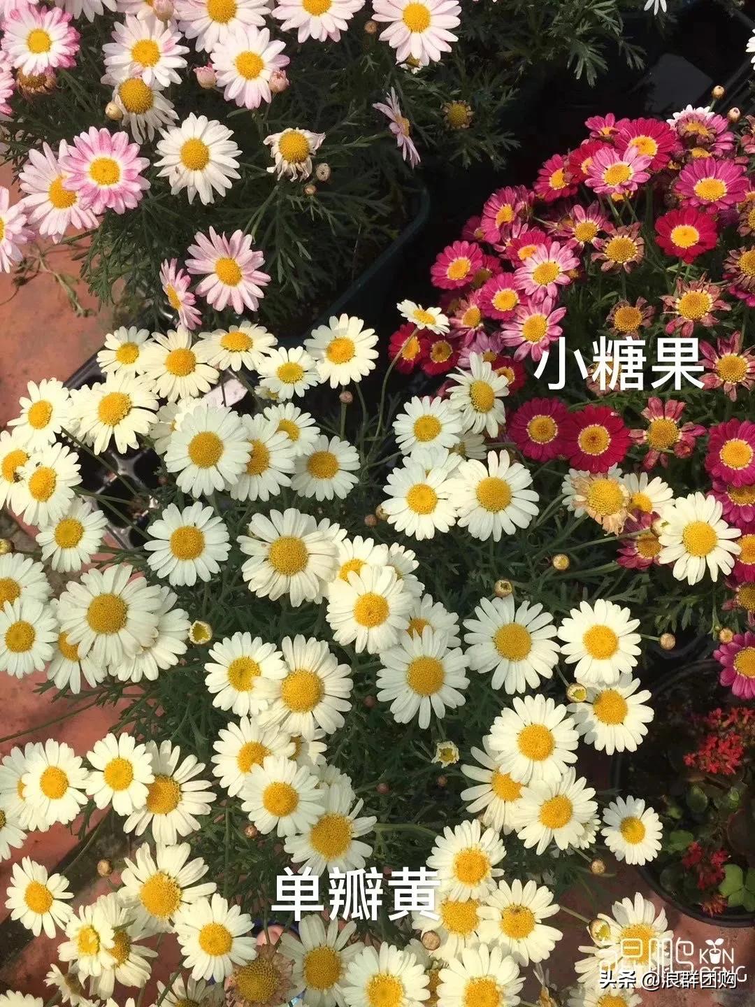 玛格丽特从打顶到爆盆，干货分享