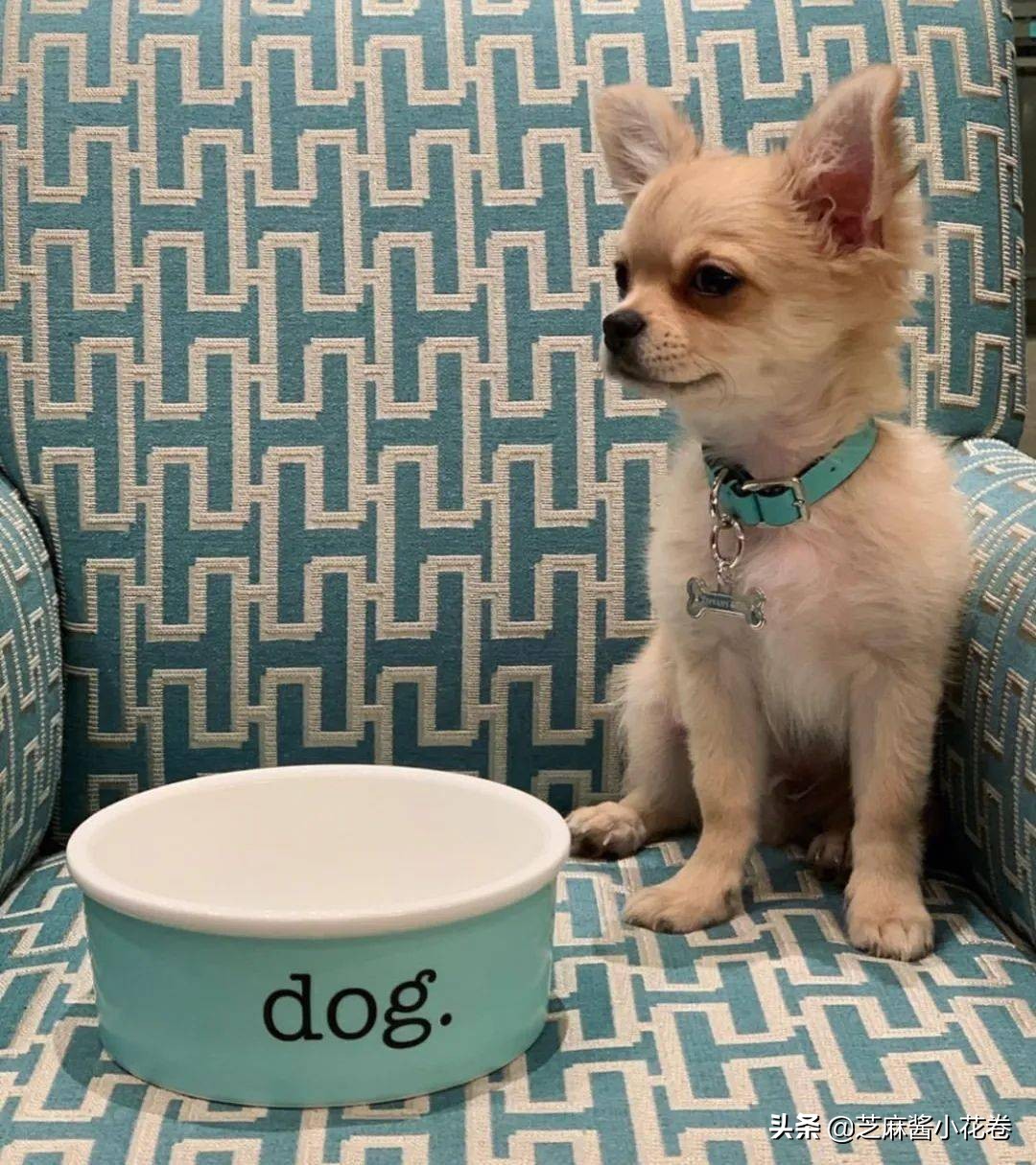 凡尔赛文学其实无处不在,凡尔赛文化盛行