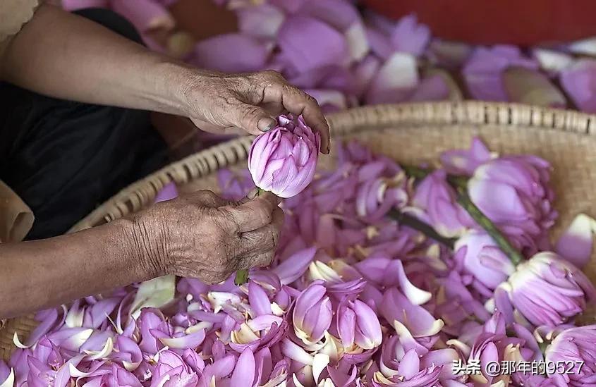 世界5大茶叶生产国,非洲的肯尼亚居然榜上有名