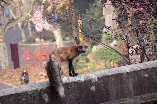 易经中的狐狸——美女神话的兴起