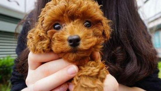 泰迪犬饮食吃什么比较好,泰迪犬饮食注意事项