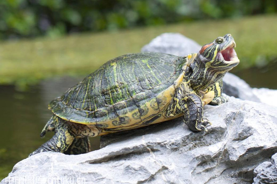 乌龟浮水怎么治疗视频,乌龟浮水怎么治疗最有效