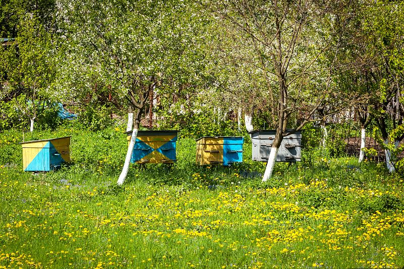 蜜蜂治盗蜂最佳方法,蜜蜂养殖如何预防与灭杀巢虫
