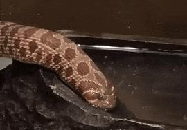 艺术狗视频,艺术狗造型