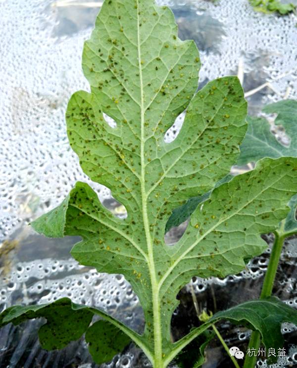 西瓜病虫害一本通表,西瓜红薯种植病虫害防治