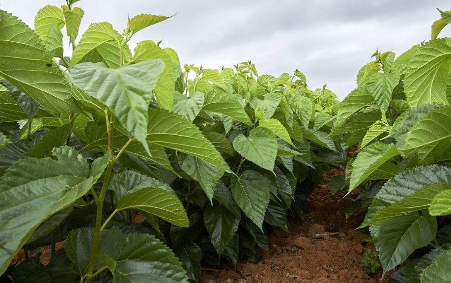 影响桑树生长的病害,涝害对植物的危害包括