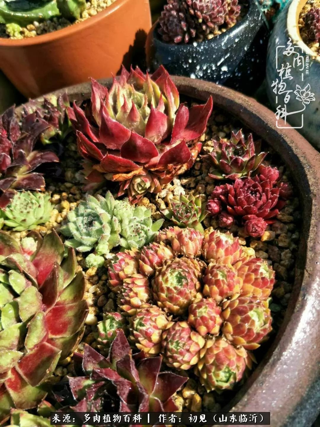 四季颜值在线的多肉,多肉的每一天